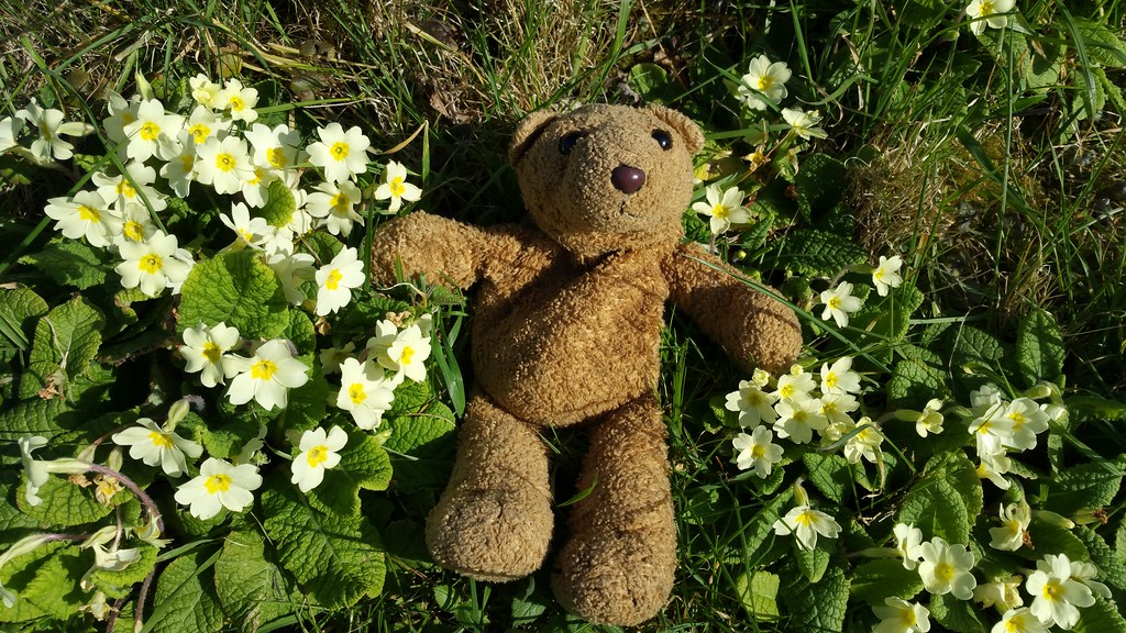 6 Primroses