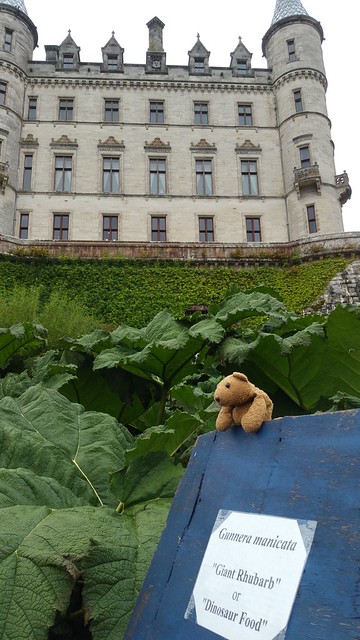 6 Giant Rhubarb