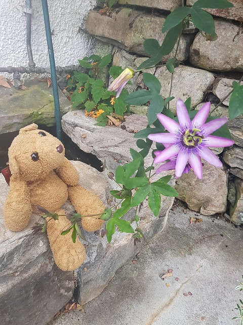 17 Passionflower
