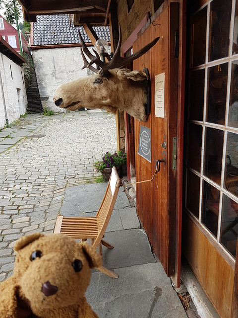 8 Moose
