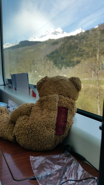 7 Travelling Bear
