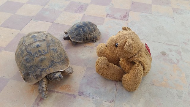 11 Friendly Tortoises