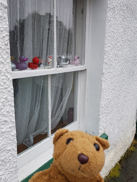 8 Window Ducks