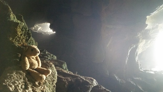 8 Cave Bear