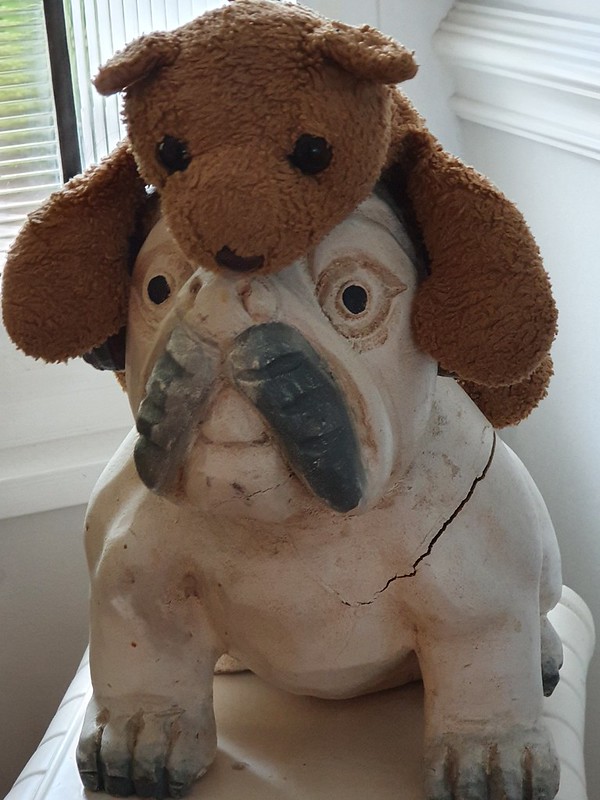 10 Dog