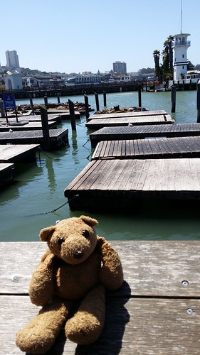 7 Sea lions